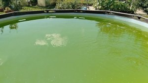 чистка бассейна перекисью водорода от зелени результат за сутки