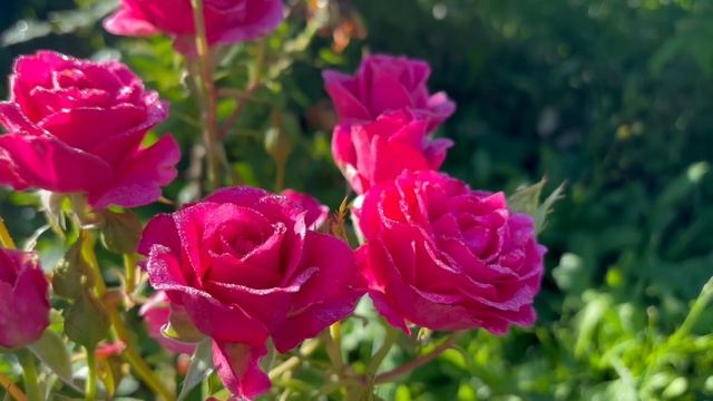 Оригинальная Роза Лав Леттер. Новаторский сорт фдорибунды производителя Тантау., выведенная в 2020г