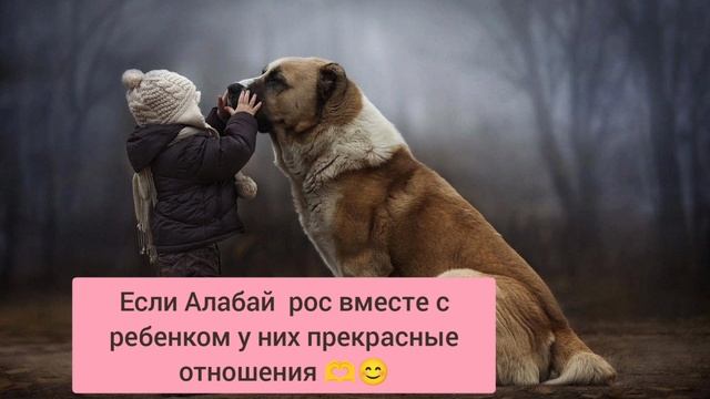 Такая порода собак : Алабай (Среднеазиатская овчарка)