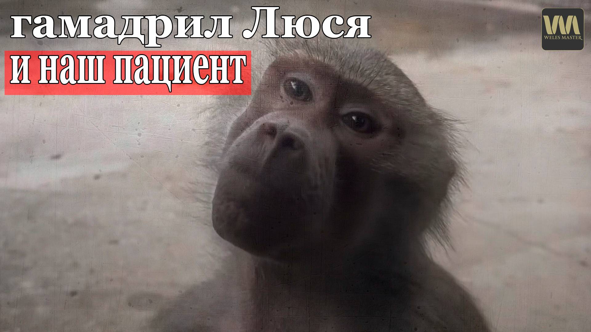 Гамадрил Люся и наш пациент из Парка львов Тайган, 3 августа смотреть онлайн