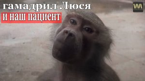 Гамадрил Люся и наш пациент из Парка львов Тайган, 3 августа