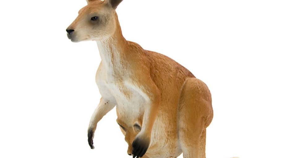 Kangaroo