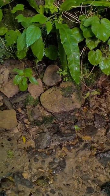 родник Чаша. Мамайский лес Ставрополь