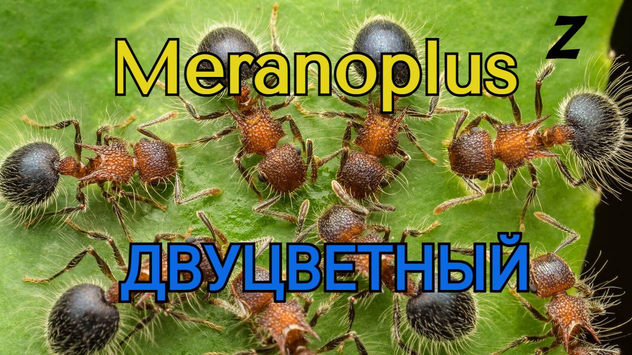 Пушистый муравей двухцветный смотреть онлайн