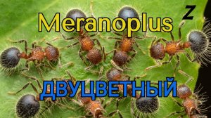 Пушистый муравей двухцветный