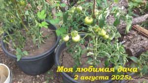 02.08.2025 _ Моя любимая дача