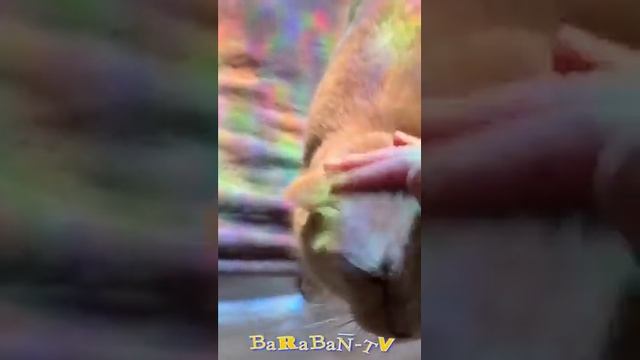 что это??? 😂😂😂подпишитесь канала 👆👆👆👆😁😁😁😁