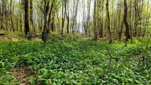 Spring’s Whispering Woods: Soothing Sounds of Nature