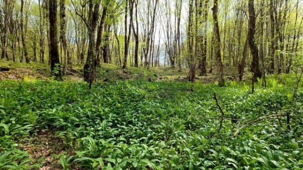 Spring’s Whispering Woods: Soothing Sounds of Nature