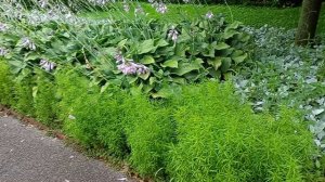 Парк Горького Москва. День Воздушно-десантных войск в честь 95-й годовщины ВДВ , праздник