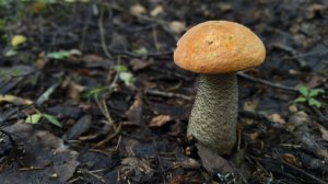 Боры пустые! Но наш буреломный лес нас всегда выручает! Подосиновики пошли) 03.08.25