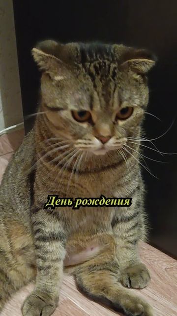 СЧАСТЬЕ НЕ В ДЕНЬГАХ!💥😏😹#cat #кот #юмор #tishaandalex  #приколы #цитаты