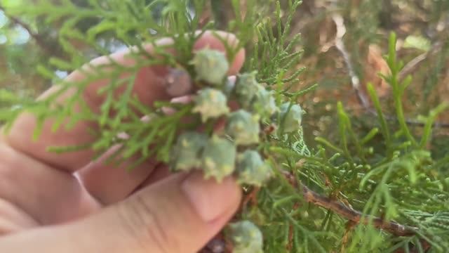 Завтрак в Lonicera world//что вокруг//нужно ПРИЛОЖИТЬ СИЛУ смотреть онлайн