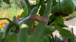 IMG_8812 Потихонечку выросли.