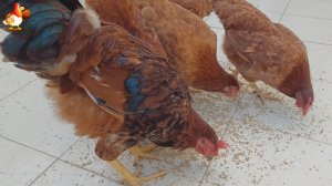 Куры несушки молодки породы Род Айленд ❣️ 🥚 149-152 дня 🤗🥚😂🌞