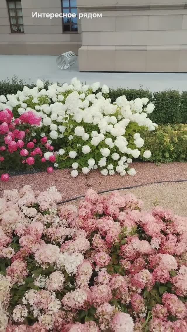 Красивые цветы на клумбе. Челябинск, Христорождественский собор. смотреть онлайн