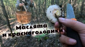 В лес за маслятами и красноголовиками! Неожиданные находки грибников. Сырой груздь и рыжики. Грибы.