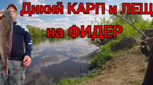 Рыбалка на Москве реке.Братеево.ЛЕЩ и САЗАН.