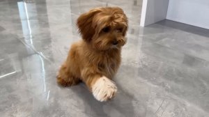 Марк заботится о собаке и покупает новые машины