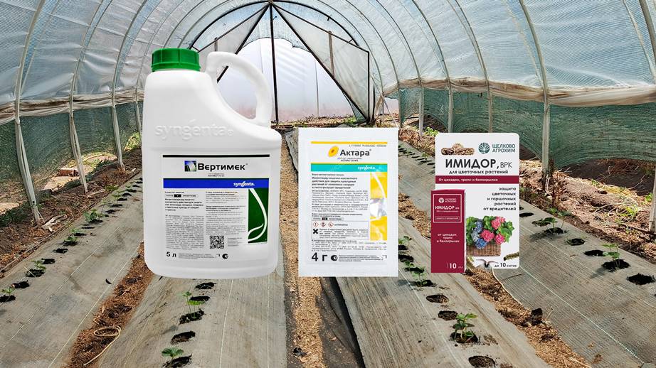 Как я уничтожаю всех вредителей на клубнике? Секретные схемы обработок! смотреть онлайн