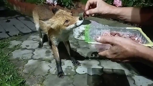 (1081) Лиса приходит в гости. Август 2025 смотреть онлайн