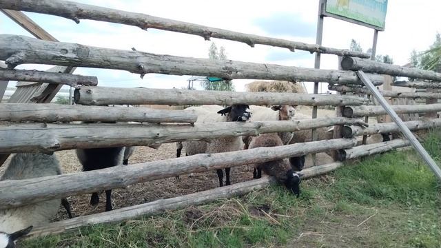 Овцы на ферме смотреть онлайн