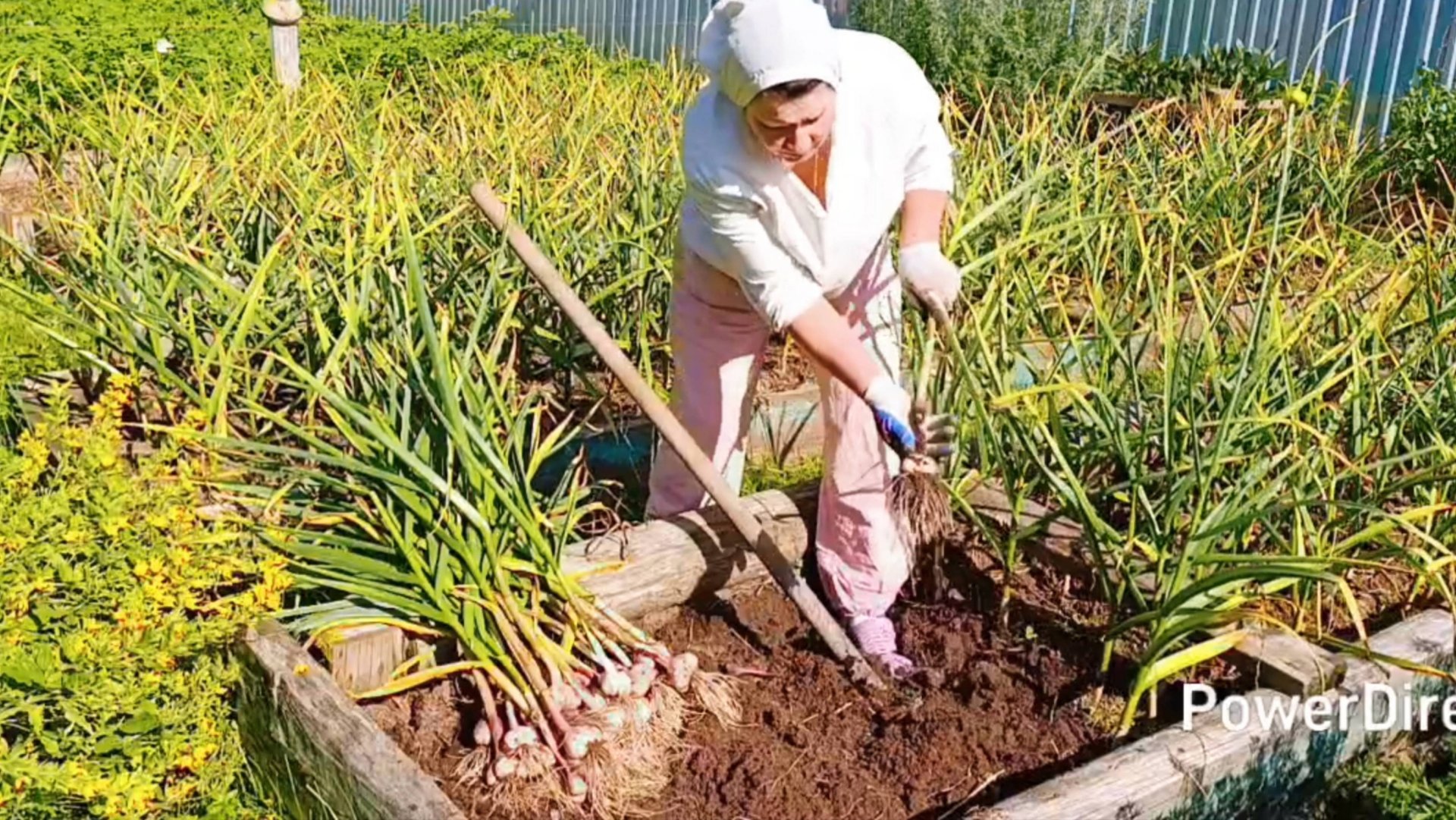 Выкопала чеснок 🧄🧄🧄 Делаю заготовки на зиму 🥒🥒🥒А мужики  косят огороды 😊