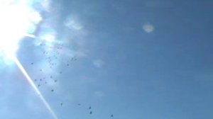 Почтарятники