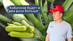 Кабачки будут расти ОПТОМ! Попробуйте сами!!!