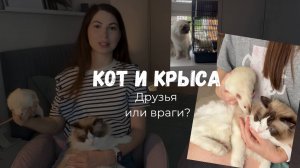 Как подружить кота и крысу?