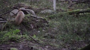 На минутку...Осенняя мелодия. Карелия.