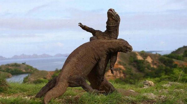 Monitor lizard from Komodo Island