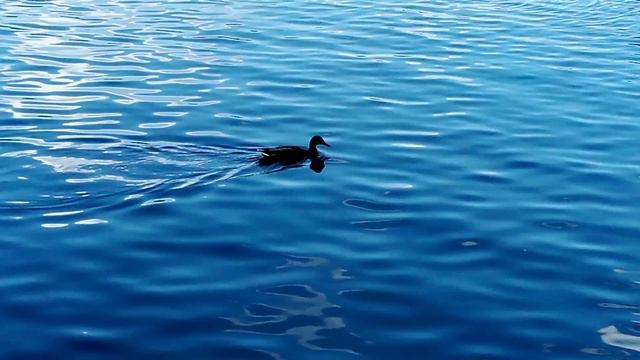 Утки кряквы - интересные факты об этих замечательных птицах в мире.