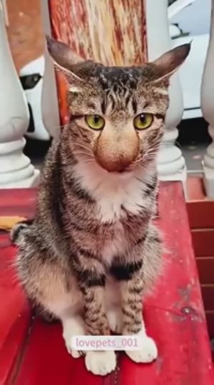 Приколюхи с кошаками🤣😿💔