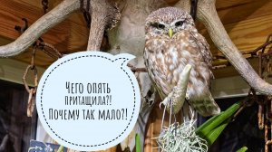 Совы меня заждались: где ужин?! Что я привезла от Зебо: орхидеи и впечатления!