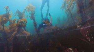 Профессия водолаз. Сбор морского ежа в Баренцевом море