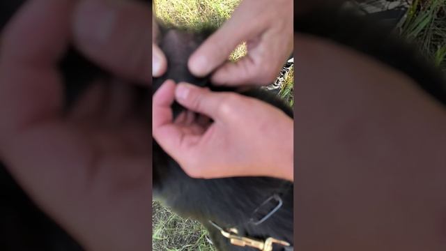 2.  выражено/перв НАЛЕКС ВИШ ГРАЦИЯ (Эрстешрит Антон – Team Zilber Wasserfall Zhuzha)