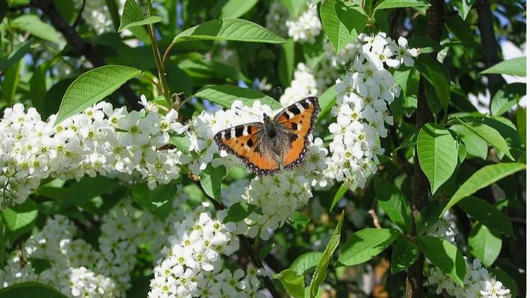 Белая черемуха душистая смотреть онлайн