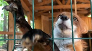 Лиса-Алиса. Лис Игнис встречает утром