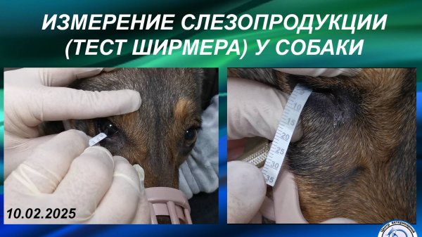Измерение слезопродукции - Тест Ширмера у собаки / Schirmer test in dog