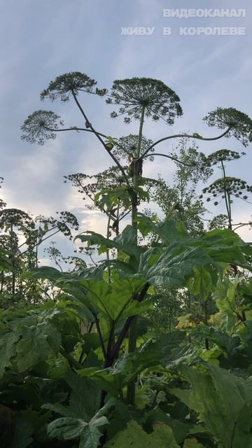 Как выглядит борщевик Сосновского? Чем он опасен? Куда звонить по борщевику? смотреть онлайн