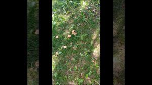 бумажные собаки 🥰🫠