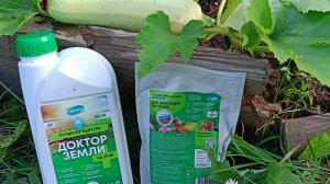 Подкормка кабачка Доктором Земли #сажайсцимус
