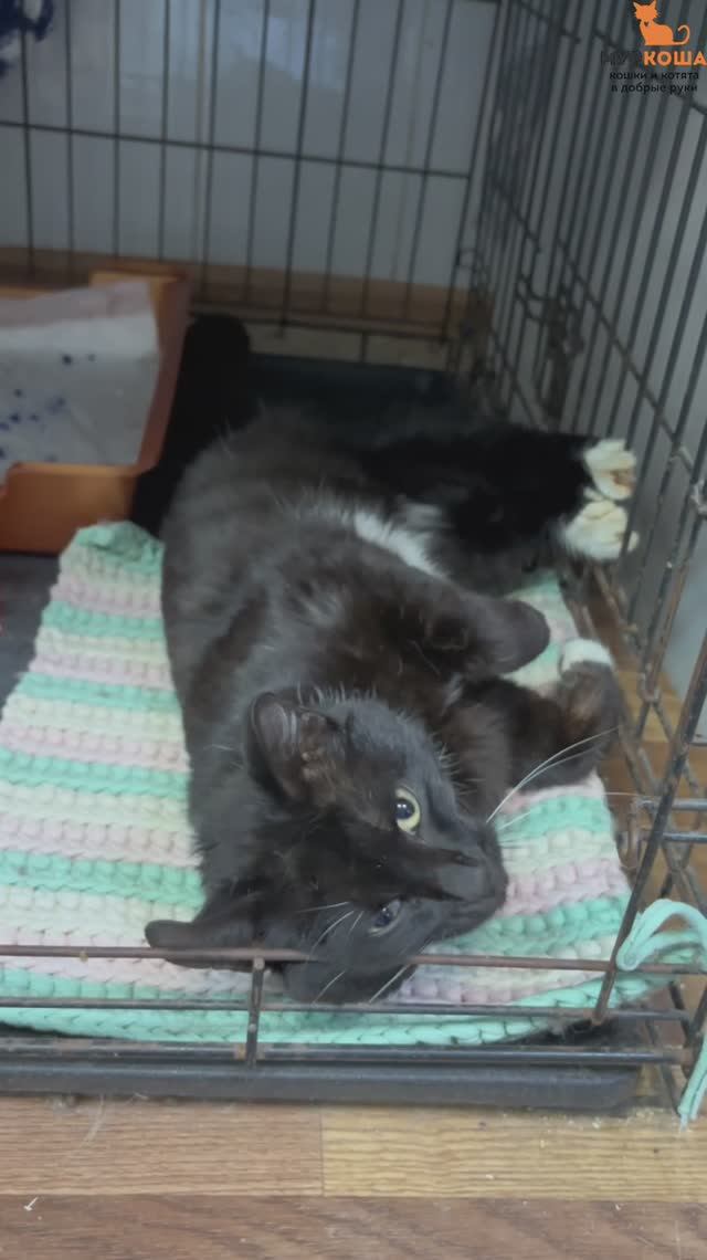 Декаданс (уже дома)