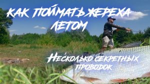 Ловля жереха летом. Новая катушка Daiwa 25 Caldia. Тактика ловли.