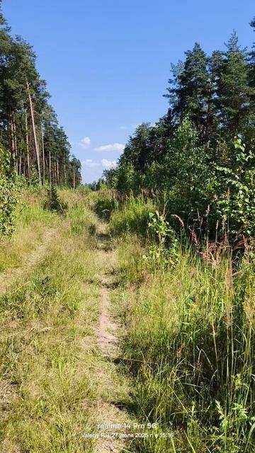 Прогулка в подмосковном лесу 27.07.2025 #nature смотреть онлайн
