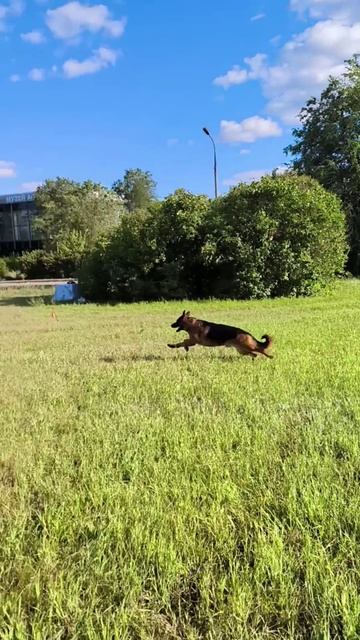 1.  выражено/перв URUS V.D. SALEHOF (Usher A.d. Brunnenstrasse – Doris v.d. Salehof)