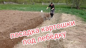 Посадка картошки под лебёдку
