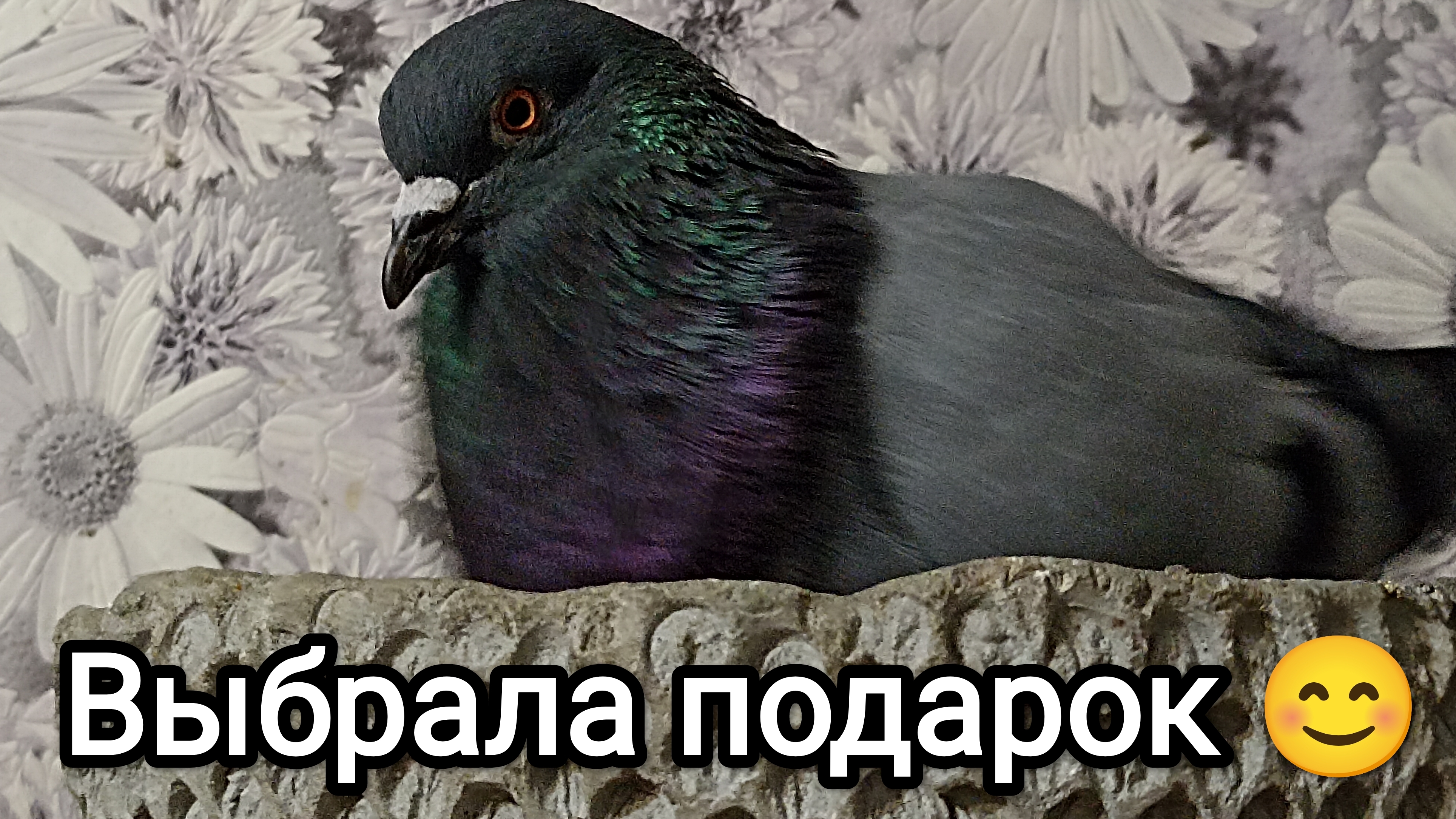 03-08-2025. Выбрала себе подарок / Злыдень порадовал.