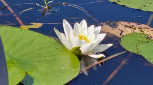 Рыбалка на Херабуну на Сестрорецком разливе.